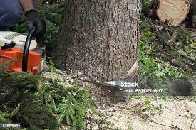 How Our Tree Care Process Works  in  Chrisman, IL