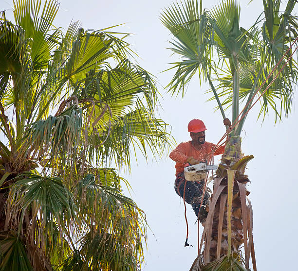 Best Tree Cabling and Bracing  in Chrisman, IL
